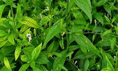 Phát hiện thảo dược ức chế chủng vi khuẩn lao