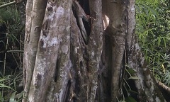 Làng quê xáo trộn vì phát hiện  "cây dược liệu quý "