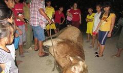Bò  "điên " sổng chuồng húc 6 người bị thương