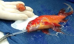 Bác sỹ gây  "sốc " khi quyết định phẫu thuật khối u cho cá vàng
