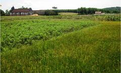 Nông dân lao đao,  "cay mắt " vì ớt