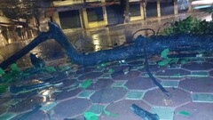 Bão số 3 làm 17 người thương vong