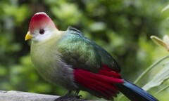 Các loài chim có nguy cơ tuyệt chủng vì biến đổi khí hậu