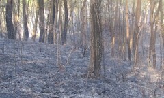 Kiệt sức vì chữa cháy rừng, hạt phó kiểm lâm tử vong 