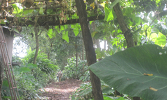 Bí ẩn xác chết một phụ nữ trong rẫy cà phê