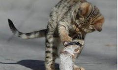 Những thế võ mèo hành chuột đến chết