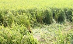 Đường dây điện 220 KV đứt xuống ruộng lúa, 1 người tử vong