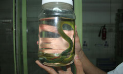 Rắn lục đuôi đỏ tấn công người tràn lan