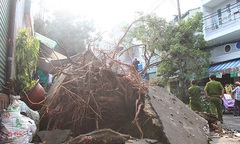 Mưa lốc, hàng loạt cây xanh bật gốc