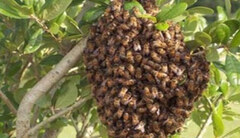 Một người đàn ông bị ong đốt tử vong trong lúc phát rẫy