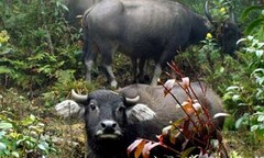 Chuyện khóc – cười từ nghề độc: Vào rừng săn trâu… nhà