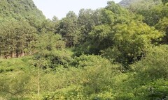 Xác định thi thể phân hủy trong rừng keo là nam giới