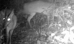 Phát hiện nhiều động, thực vật tưởng đã tuyệt chủng 85 năm