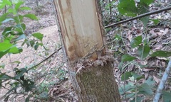 Vụ bé 14 tuổi chết trong rừng tràm: Nghi vấn bị sát hại