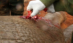 Cứu sống chú voi bị dính mũi tên cực độc vào chân