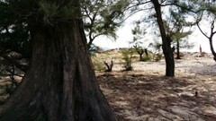 Hà Tĩnh: Phá rừng phòng hộ và trái đắng từ dự án nuôi tôm