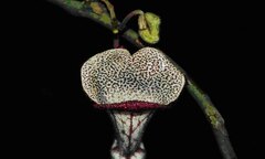 Phát hiện loài thực vật chưa từng ghi nhận trên thế giới 