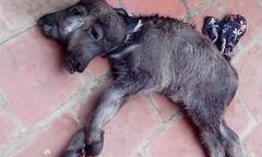 Trâu đẻ ra nghé 2 đầu