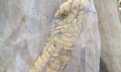 Công an xã ăn ngủ không yên vì phải canh rắn hổ mang