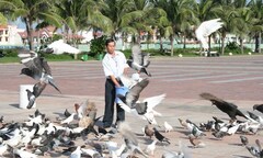 Người đàn ông cho ngàn chim bồ câu ăn trên Công viên Biển Đông
