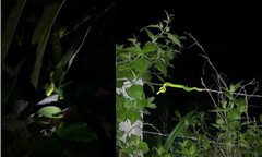 Rắn độc ồ ạt tràn về làng tấn công người dân