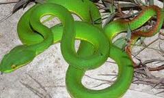 Cấp cứu vì rối loạn đông máu do rắn lục đuôi đỏ tấn công