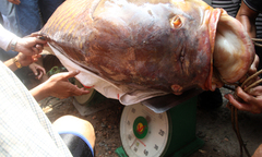 Người Sài Gòn bắt cá hô khổng lồ bán gần 200 triệu đồng