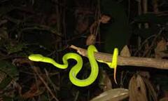 Clip: Có hay không việc rắn độc ồ ạt xuất hiện tấn công người dân