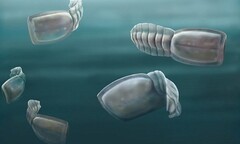 Phát hiện họ hàng kỳ dị của loài người thời tối cổ