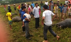 Đứt đường dây điện, ba con trâu chết tại chỗ