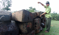 Quảng Nam quy trách nhiệm kiểm lâm Đà Nẵng tiếp tay cho lâm tặc