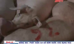 Cận cảnh cơ sở bơm nước giếng vào bụng heo tăng trọng