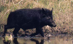 Một phụ nữ bị heo rừng cắn chết