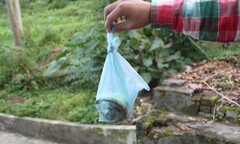 Tích cực hưởng ứng phong trào diệt rắn lục đuôi đỏ