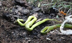 Clip: Người dân Khánh Sơn hồ hởi bắt rắn lục đuôi đỏ