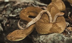 Kinh hoàng loài mãng xà kịch độc với nhát cắn “thần chết” 