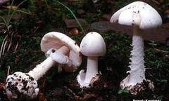 Đau bụng, nôn ra máu sau khi ăn nấm rừng, 19 người nhập viện