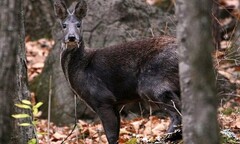 Loài hươu  "ma cà rồng " nghi tuyệt chủng xuất hiện tại Afghanistan