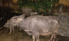 Nhà báo tiếp tục buộc 2 tên trộm “đầu cơ nghiệp” sa lưới