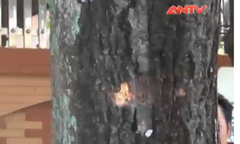 Clip: Truy bắt xã hội đen gây ra vụ nổ súng kinh hoàng ở Vinh