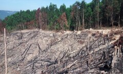 Khai thác rừng trồng, phá luôn rừng phòng hộ