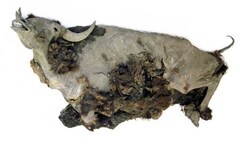 Xác bò rừng gần như nguyên vẹn sau 9.000 năm vùi dưới băng