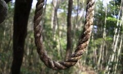 Khu rừng có hàng nghìn người tự sát ở Nhật Bản