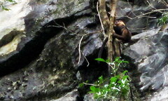 Trung tâm cứu hộ không cứu nổi chú voọc con kẹt trên vách đá