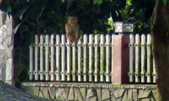 Khỉ đực sổng chuồng, đại náo cả khu phố