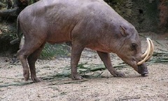 Clip: Heo rừng tấn công, một học sinh lớp 9 tử vong