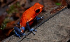 Top sinh vật tí hon nguy hiểm nhất trái đất