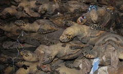 Clip: Triệt phá đường dây mua bán, chế tác rùa biển