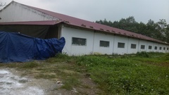 Thanh Hóa: Thêm một trại nuôi lợn gây ô nhiễm môi trường