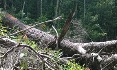 VQG Chư Yang Sin: Nhẫn tâm đốn hạ rừng già chỉ để lấy… hạt